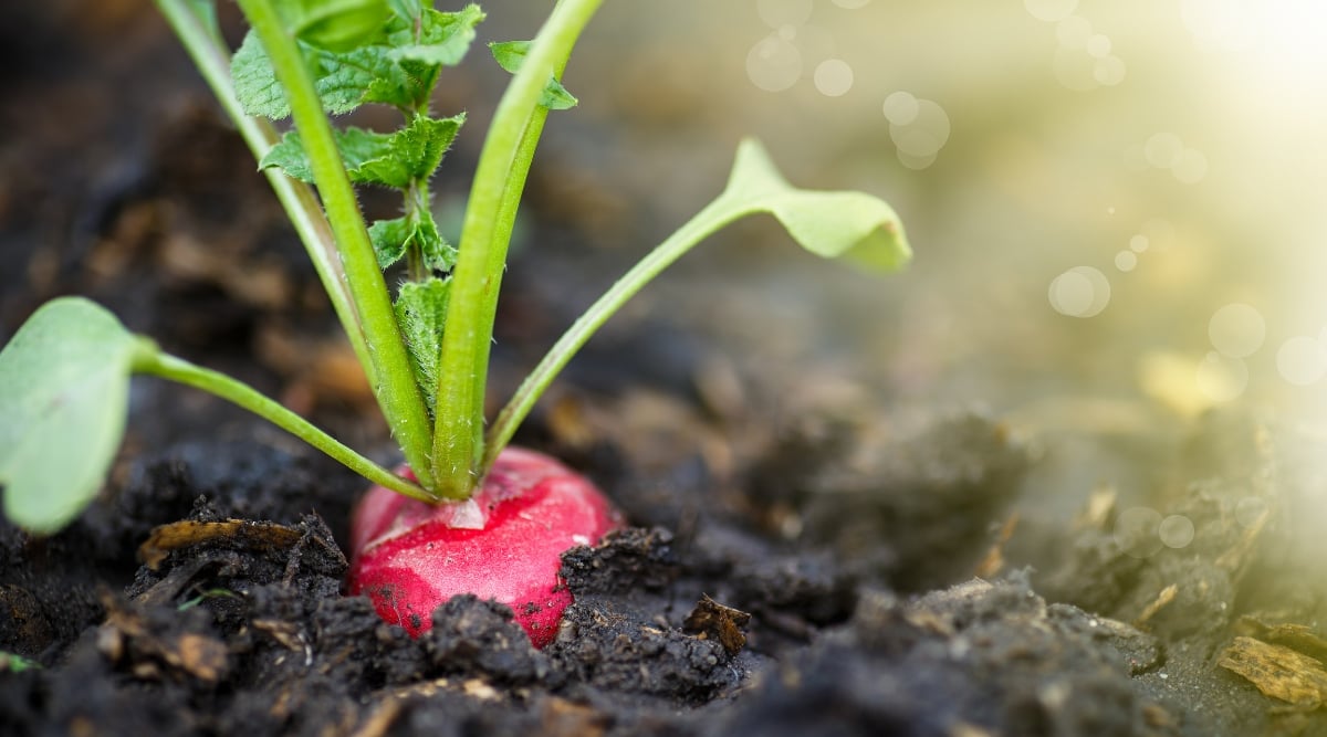 A single purple radish stands out, nestled within the dark, moist soil. The leafy tops of the radish extend gracefully, showcasing a burst of lush green, forming a vivid contrast against the earthy backdrop.
