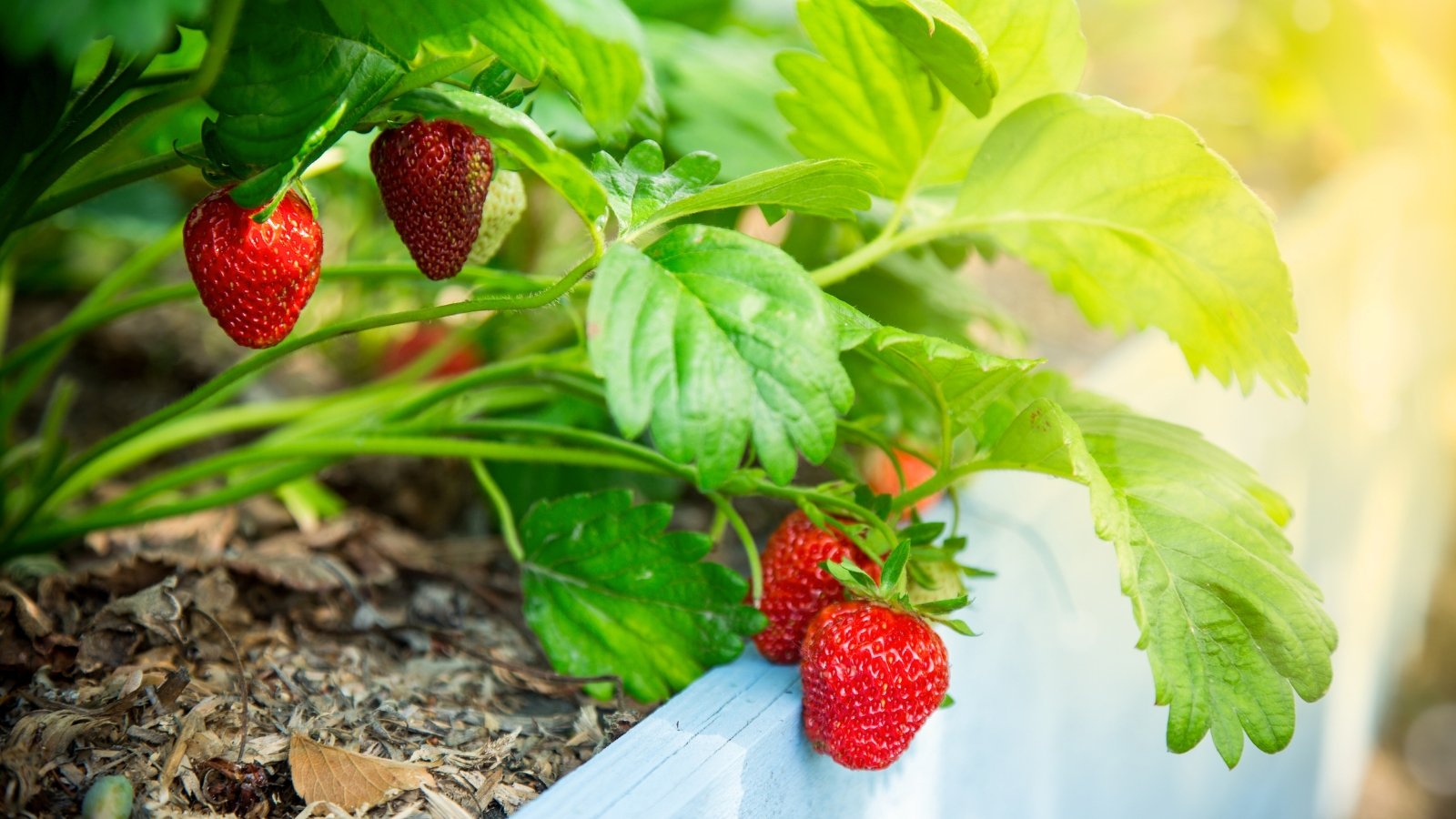 Close-up of strawberry bushes with ripe berries on a raised wooden bed in a sunny garden. The strawberry plant boasts bright green leaves with three serrated leaflets per stem. The plant produces juicy red berries adorned with tiny seeds.