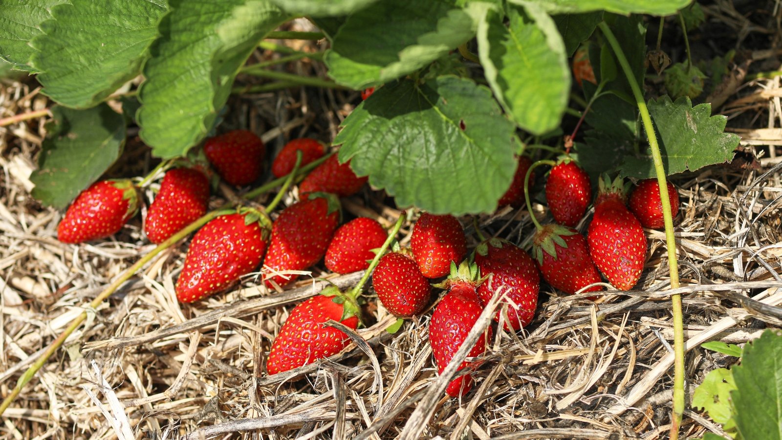 A close-up of ripe, red strawberries highlights their vibrant color against green leaves, all set on a bed of mulched straw that helps retain moisture and prevent weed growth.