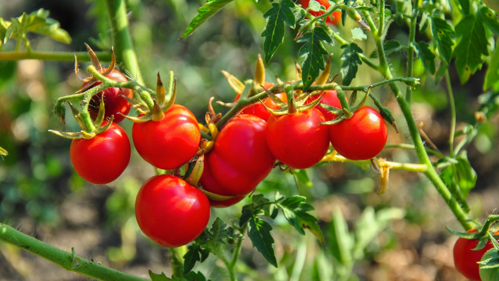 A close-up of a ripe tomato branch that boasts clusters of firm, glossy fruits of bright red color, their smooth skin reflecting sunlight, while the lush, dark green leaves provide a striking backdrop, featuring serrated edges and a velvety texture.