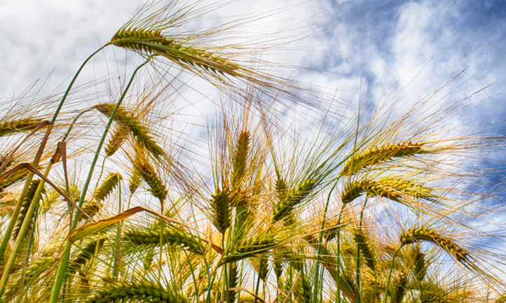 Ripening barley