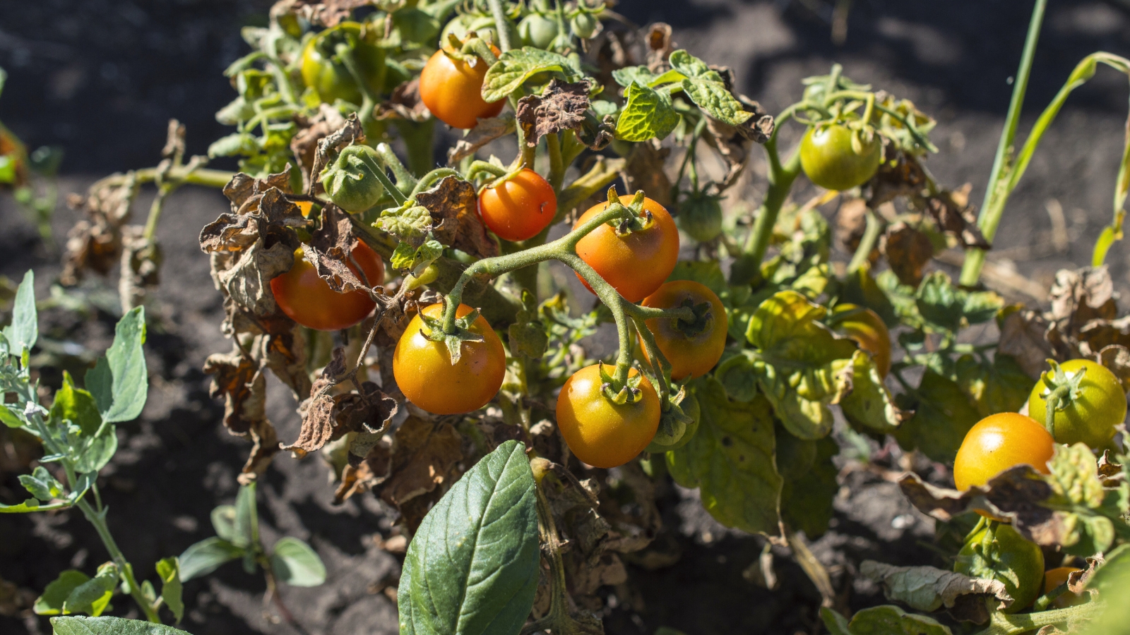 Close-up of a ripening tomato plant in a sunny garden, showing clusters of small, round fruits with shiny, thin orange skin and wilted, dry leaves.