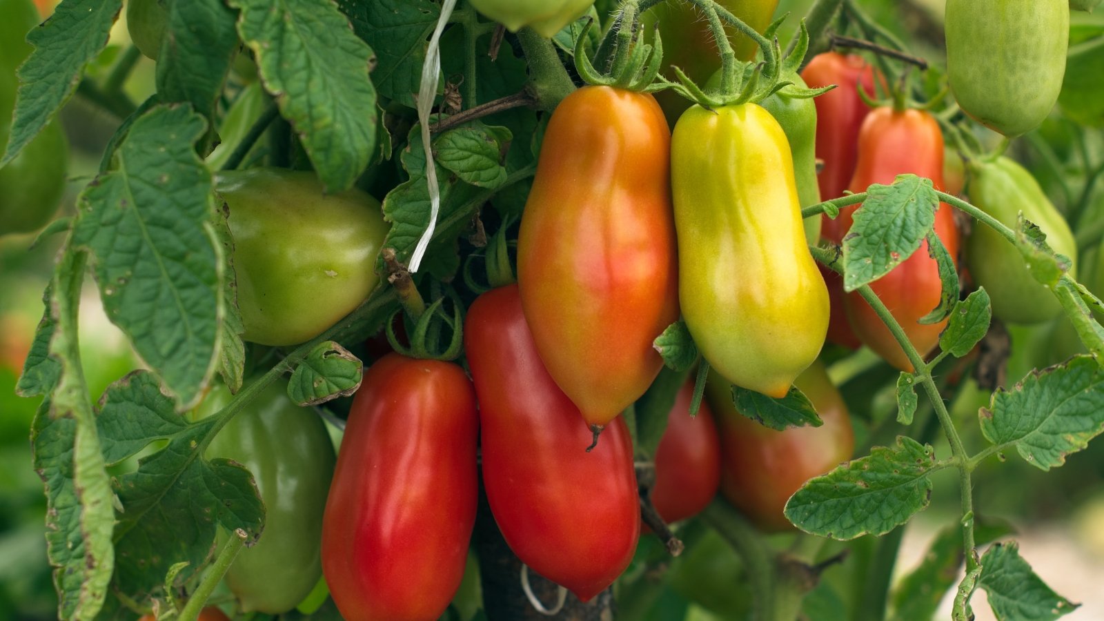 Solanum lycopersicum 'Supremo' features vigorous, determinate vines bearing abundant clusters of oval, smooth-skinned tomatoes with a green, orange and rich red color.