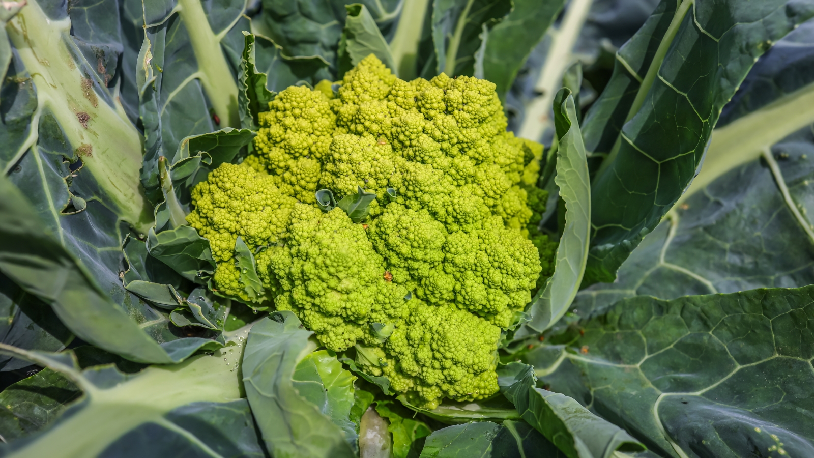 The Romanesco cauliflower presents a striking appearance with its fractal-like spirals of lime green florets arranged in a geometric pattern surrounded by large, wide, green foliage.