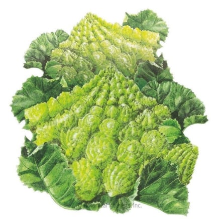 Romanesco Cauliflower Seeds