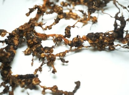 Close-up of the roots of a plant affected by root-knot nematodes on a white background. They exhibit a characteristic appearance of swollen, knotted, and galled roots. Infected roots appear stunted, discolored, and have reduced branching.