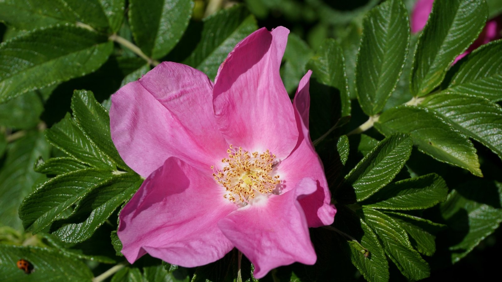 Rosa ‘Fru Dagmar Hastrup’ displays low, spreading stems, rugose, dark green leaves, and a single, silvery-pink flower with prominent yellow stamens.