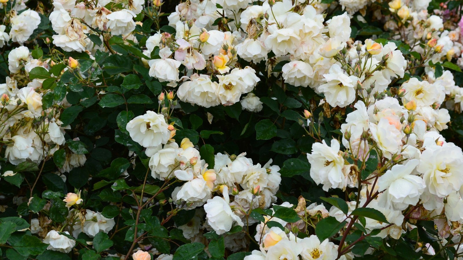 Close-up of a lush bush of Rosa ‘Penelope’ which features robust, thorny stems, glossy green leaves, and clusters of semi-double, creamy white flowers with a hint of pink.