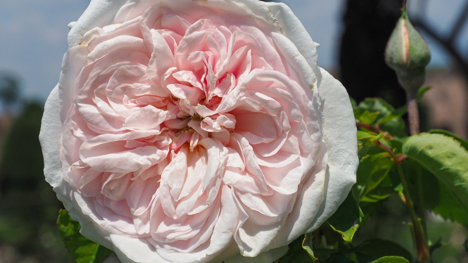 Rosa ‘Souvenir de la Malmaison’ features strong stems, lush green leaves, and large, double, blush pink flowers with a strong fragrance.