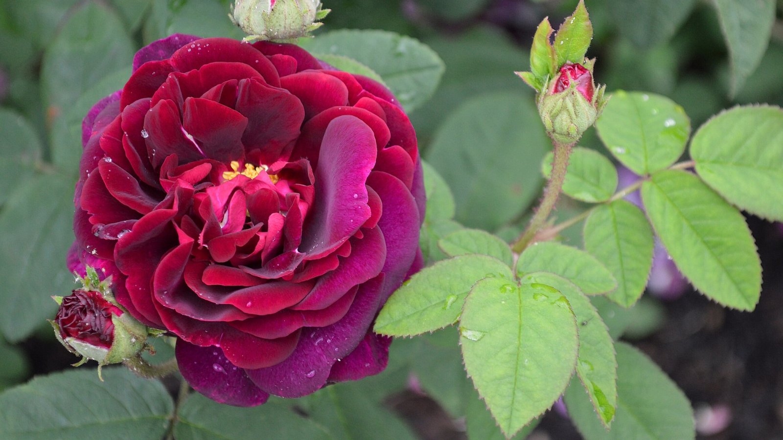 Rosa ‘Tuscany Superb’ presents sturdy stems, dark green leaves, and rich, dark crimson, double flowers with a velvety texture.