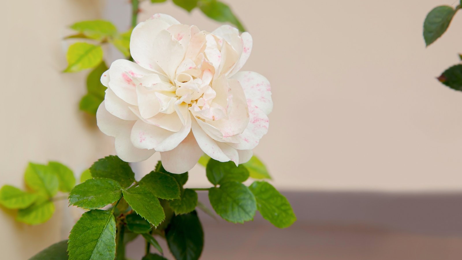 Rosa alba ‘Maxima’ boasts sturdy stems, grey-green foliage, and large, double white flowers.
