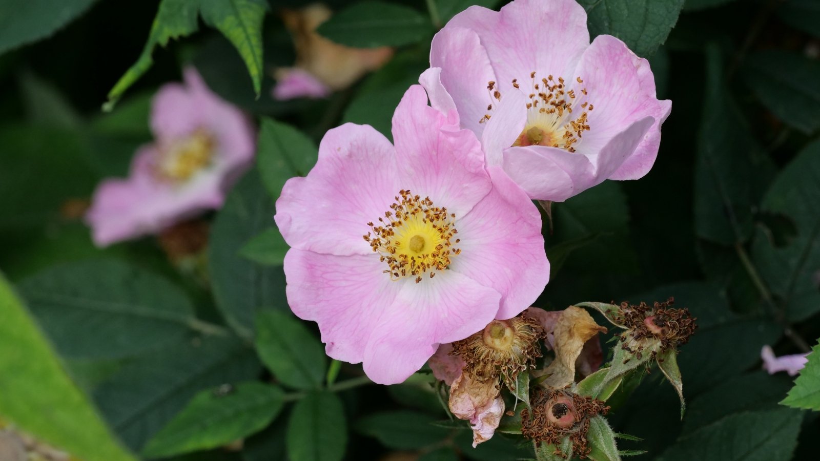 Rosa carolina boasts straight, thorny stems, glossy, dark green leaves, and charming, single pink flowers with yellow stamens.