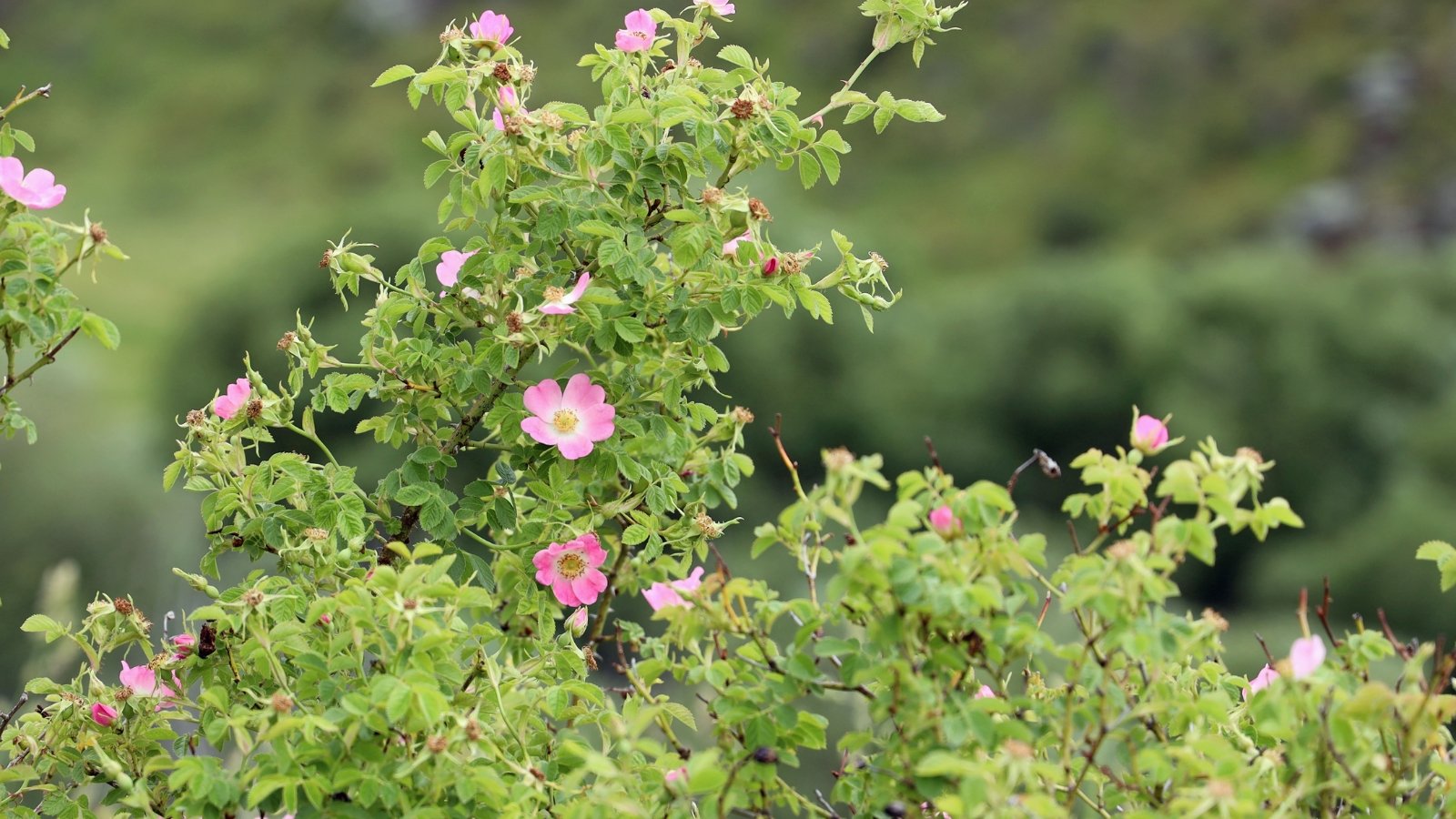 Sweet Briar Rose displays arching, thorny stems, bright green, apple-scented leaves, and simple, pink flowers with prominent yellow centers.