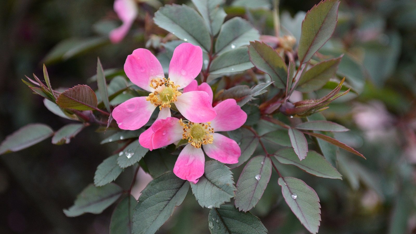 Rosa glauca exhibits striking purplish-red stems, bluish-gray foliage with red veining, and small, single pink flowers with a white center.