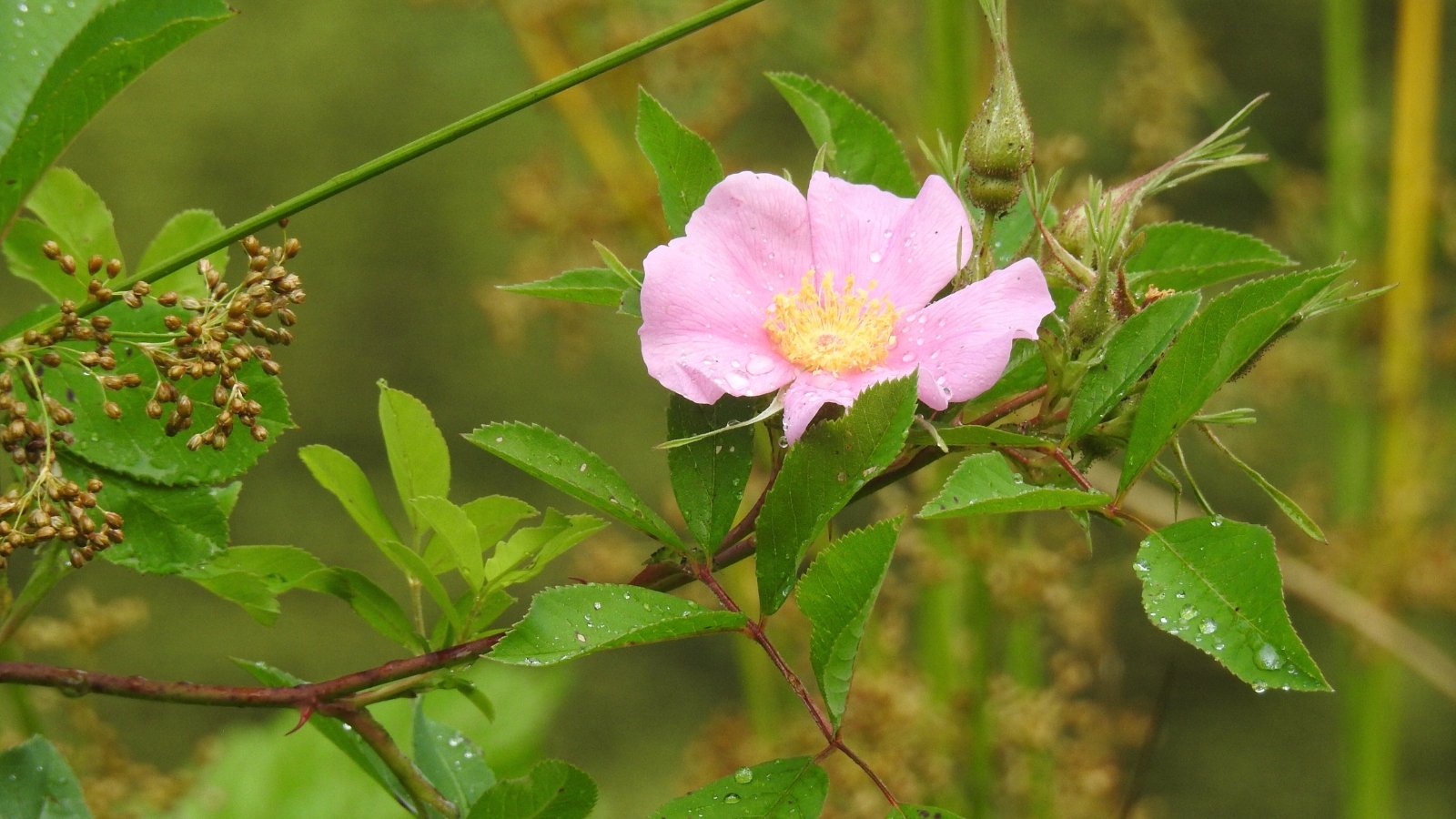 Close-up of a blooming Rosa palustris which displays slender, thorny stems with glossy, dark green, serrated leaves and delicate, single-petaled pink flowers with a cluster of yellow stamens.