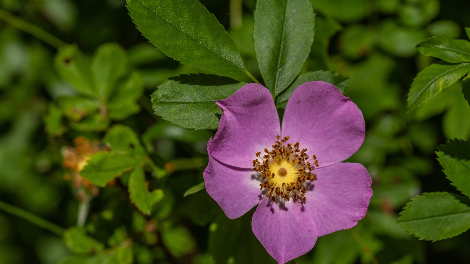Close-up of a blooming Rosa virginiana which features glossy, dark green, serrated leaves and produces charming pink flowers with five petals and prominent yellow stamens.