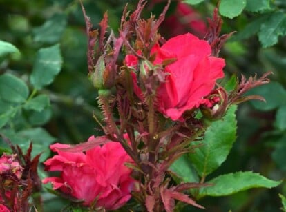 rose rosette disease