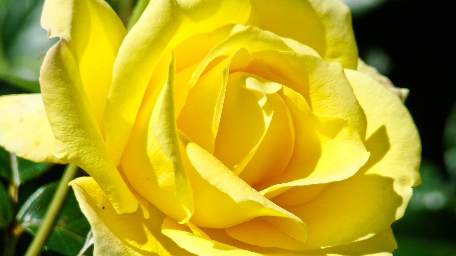 A close-up of a yellow 'Radiant Perfume' rose basking in sunlight, its petals vibrant and glowing with warmth, capturing the essence of summer in a single bloom.