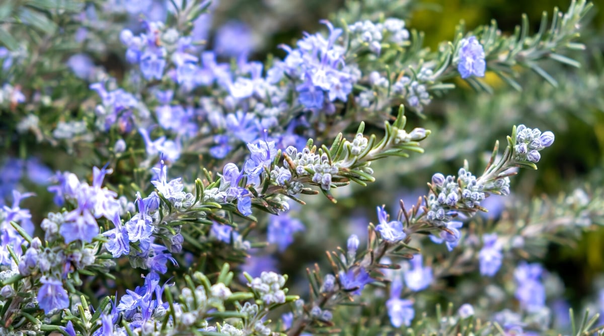 A close-up of a flourishing rosemary bush showcases delicate lavender flowers adorning its branches. The vivid green leaves cascade gracefully around the blooming flowers, emphasizing the bush's abundant lushness and vitality. The plant thrives in its vibrant display of color and growth.