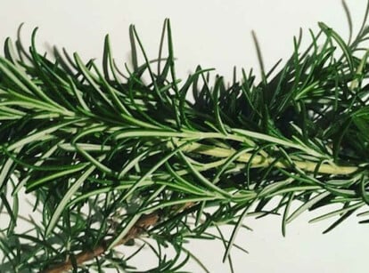 How To Harvest Rosemary