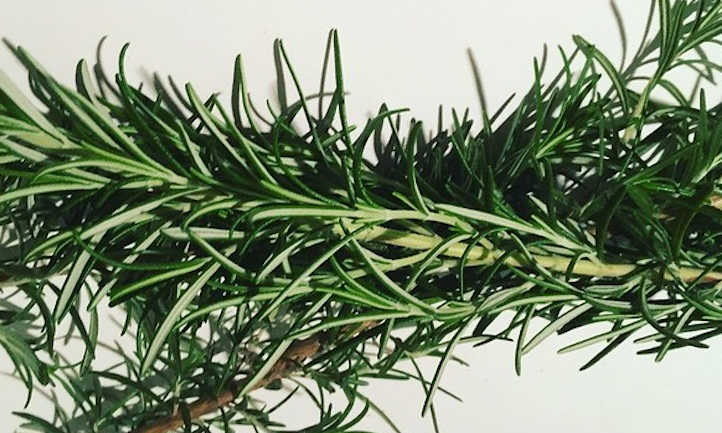 How To Harvest Rosemary