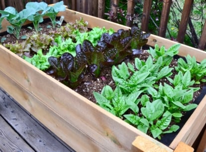 A dense cluster of vibrant green leafy vegetables thrives in rich brown soil within an elevated wooden planter, situated on a sunlit wooden deck.