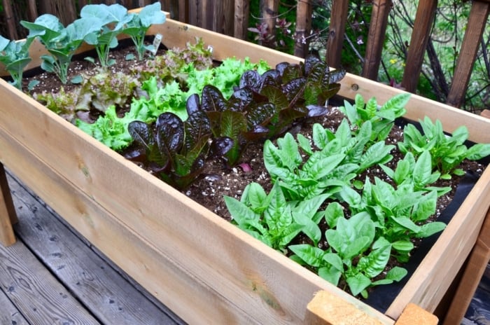 A dense cluster of vibrant green leafy vegetables thrives in rich brown soil within an elevated wooden planter, situated on a sunlit wooden deck.