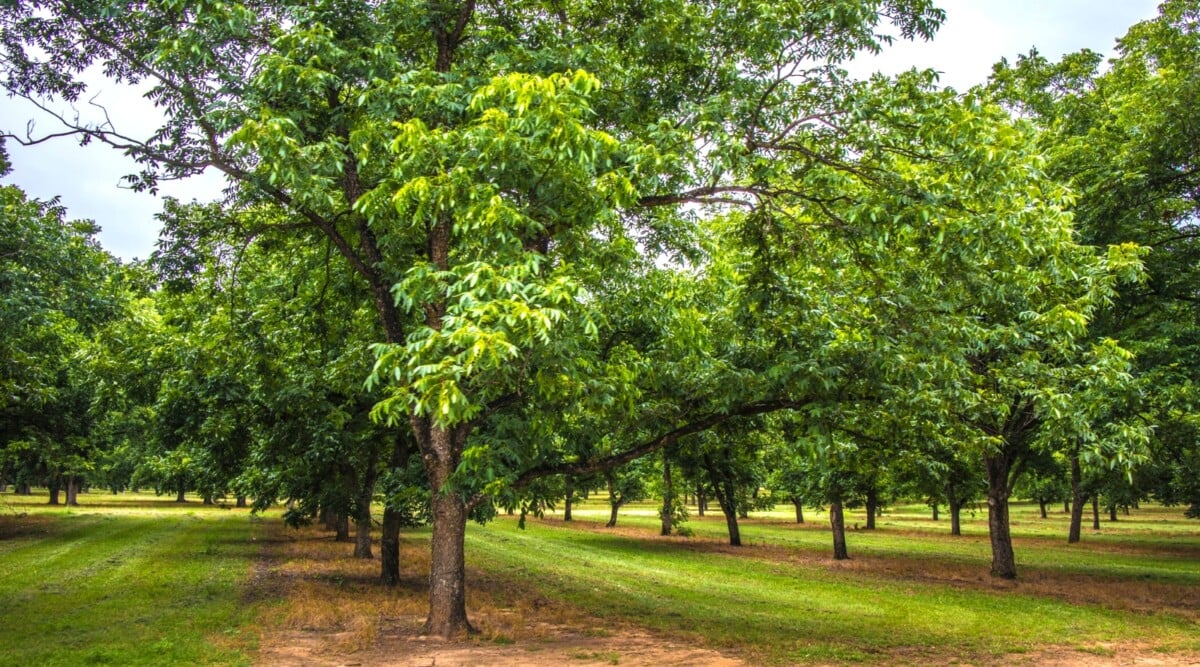 Rows of pecan trees standing tall, their lush green leaves forming a natural canopy above. Below the magnificent trees, a meticulously manicured lawn of mowed grass adds a contrasting touch to the rustic beauty of the orchard.