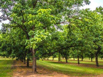 Rows of pecan trees standing tall, their lush green leaves forming a natural canopy above. Below the magnificent trees, a meticulously manicured lawn of mowed grass adds a contrasting touch to the rustic beauty of the orchard.
