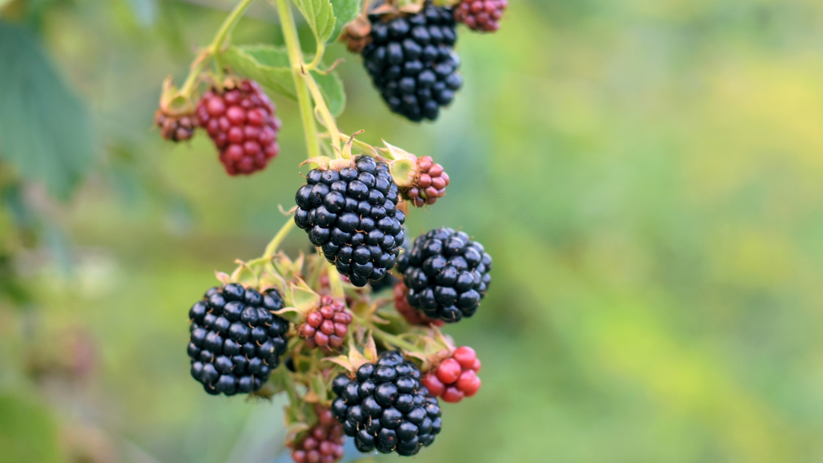 Close-up of the spooled fruits of Rubus fruticosus ‘Baby Cakes’ characterized by oval, juicy, dark purple to black berries, each composed of numerous drupelets.