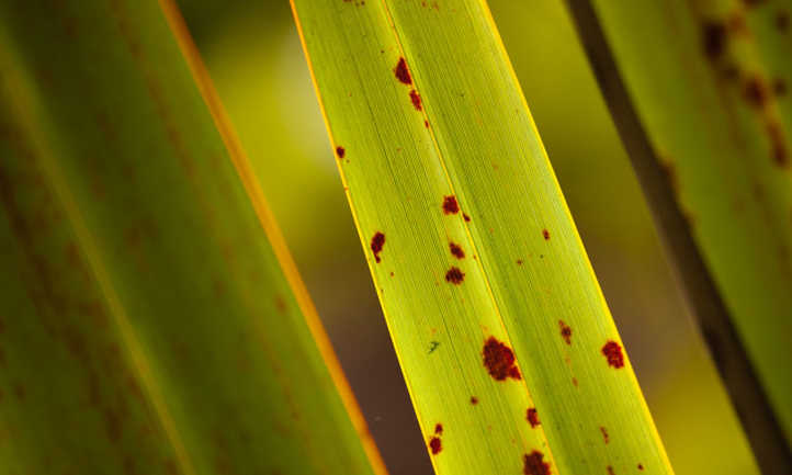 Rust on flax leaves