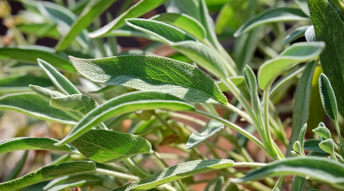 Close-up of sage in a sunny garden. Salvia are shrubby perennials with lignified stems and bushy growth. Sage leaves are oblong and covered with fine hairs, giving them a slightly fluffy texture. They are grey-green in color.