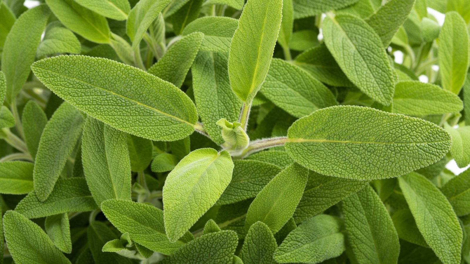 A close-up of common sage leaves, showcasing their intricate texture, hinting at their aromatic potency and culinary versatility, adding depth to any dish with their earthy essence.