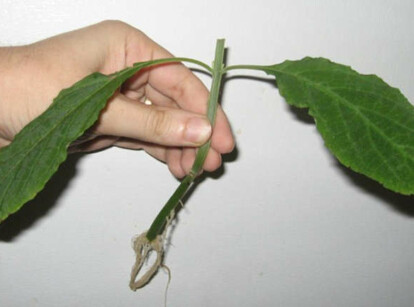 Salvia cutting treated with rooting hormone