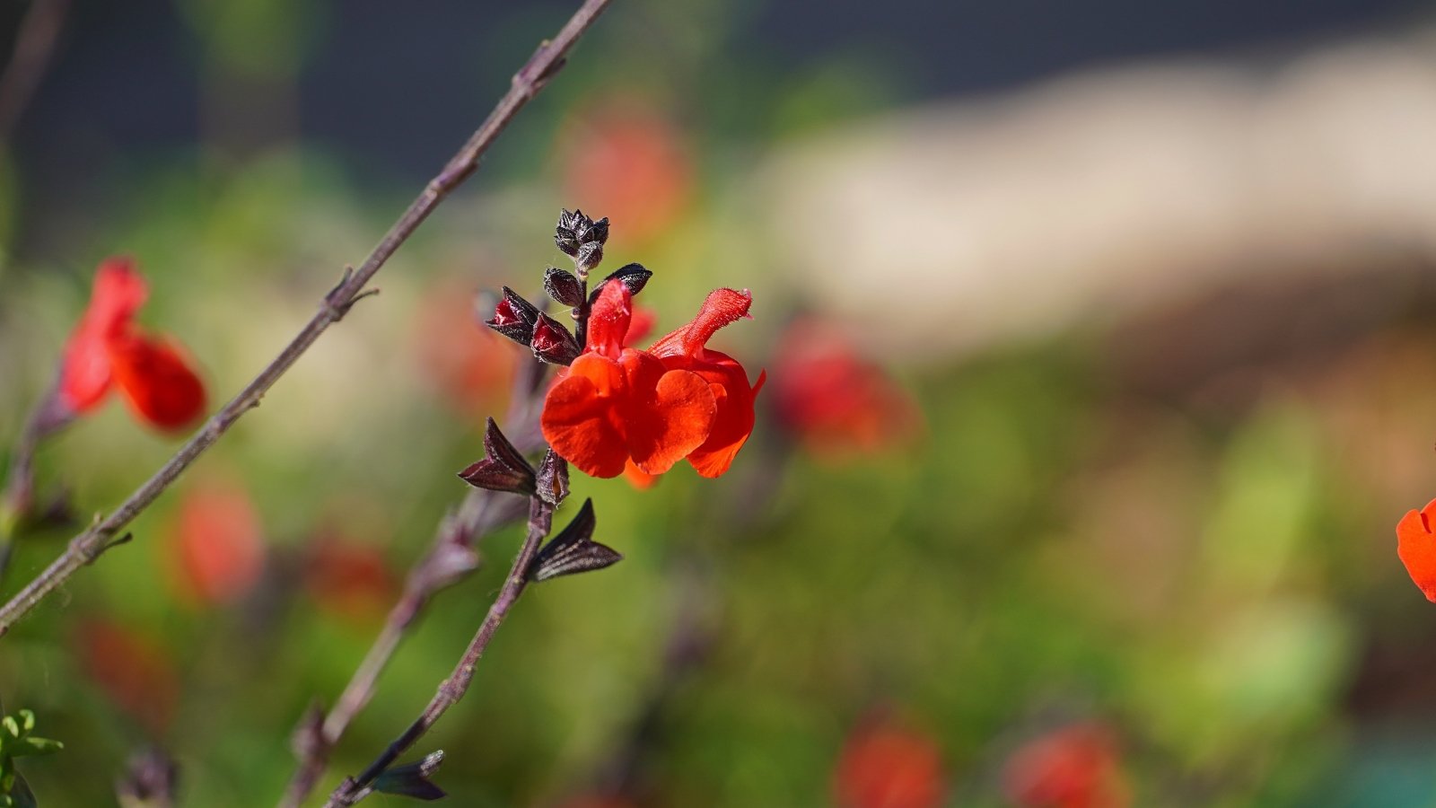 Close-up of Autumn Sage flowers, borne on tall stems, are tubular in shape and exhibit a bright red hue.