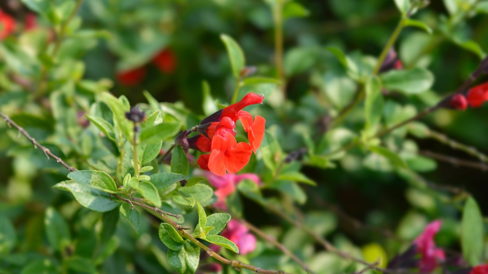 A close-up of a flowering Autumn Sage plant with small, tubular flowers in a vibrant red hue among slender stems covered in small, lanceolate-shaped, dark green leaves.
