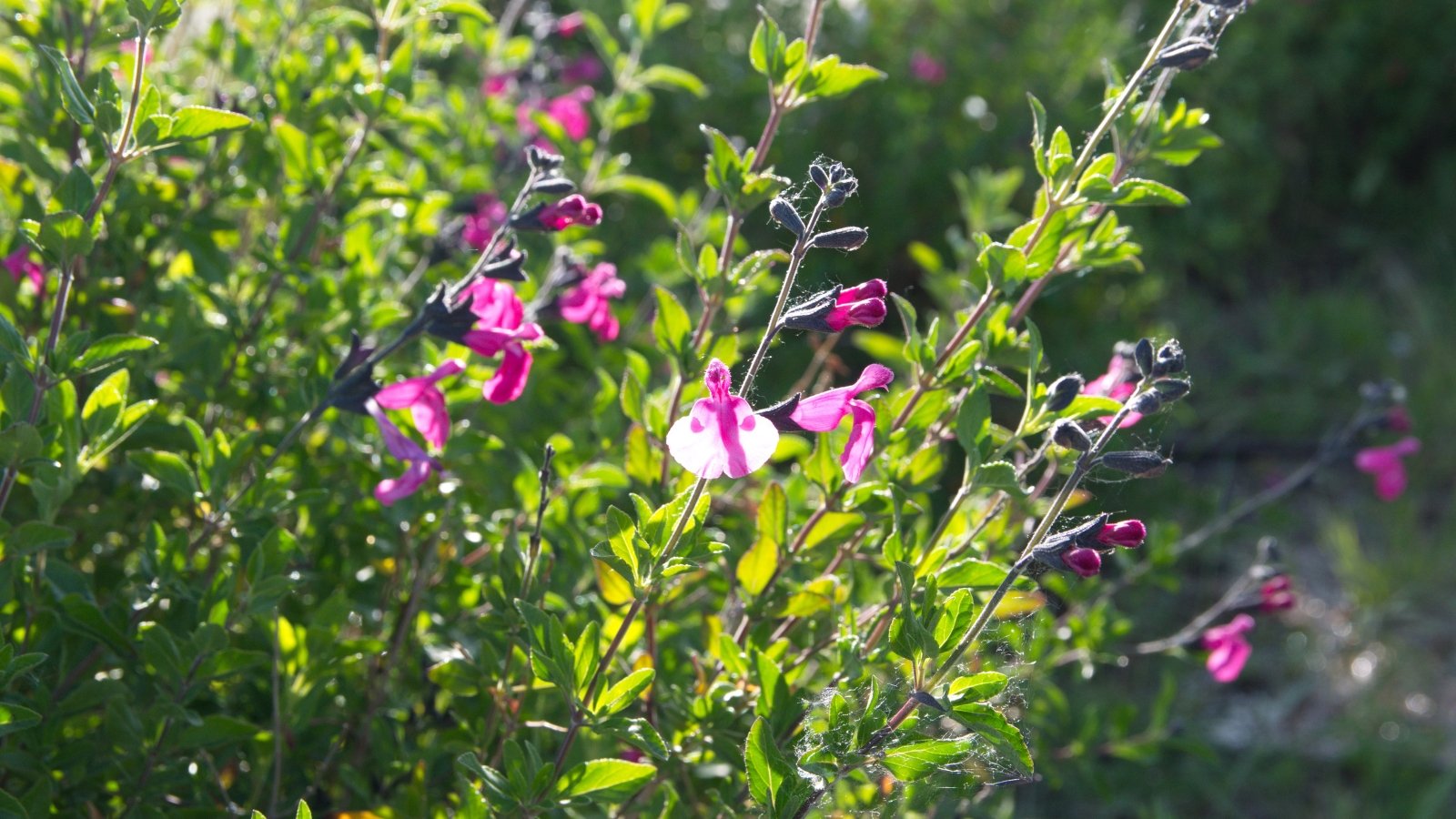 Salvia greggii showcases slender leaves and clusters of small, tubular flowers in shades of pink, creating a vibrant and pollinator-friendly addition to the sunny landscape.