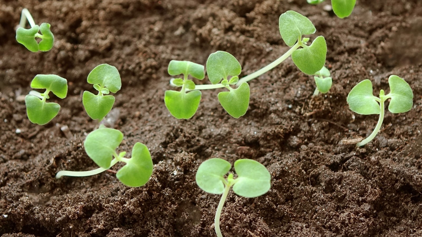 Close-up of salvia sprouts consisting of thin, upright pale green stems and a pair of heart-shaped green cotyledons.