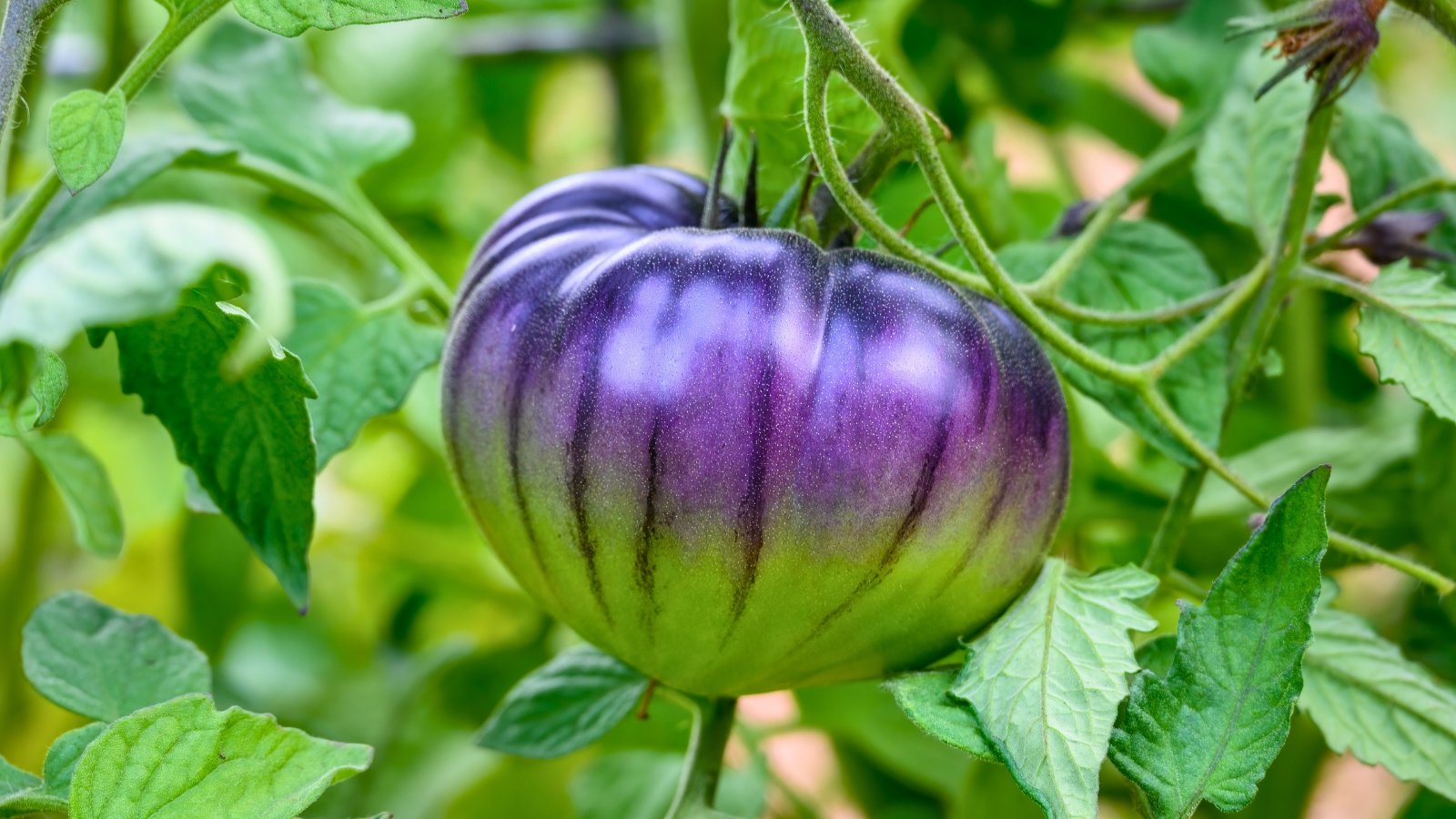 A purple Sart Roloise tomato in close-up, adorned with intricate details, nestled among lush green leaves entwined on a winding vine, creating a harmonious blend of nature and artistry.