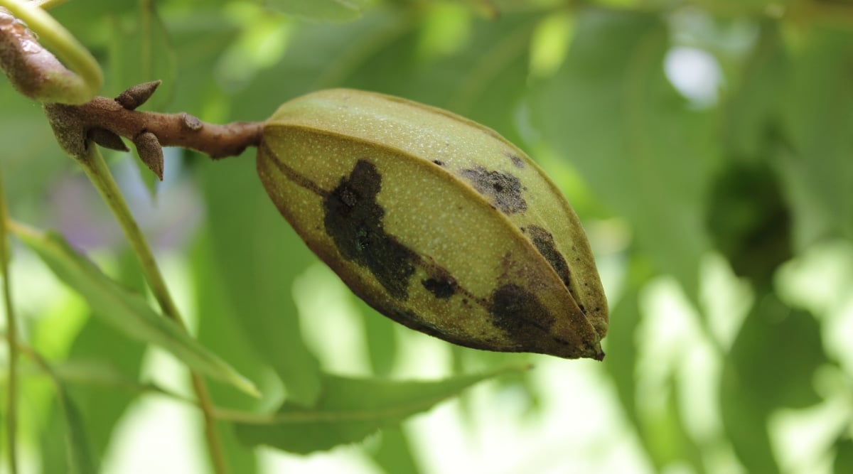 A close-up of a green pecan, exhibiting distinct black scabs on its surface. The blurred background showcases the surrounding pecan leaves, adding a touch of natural beauty to the composition.