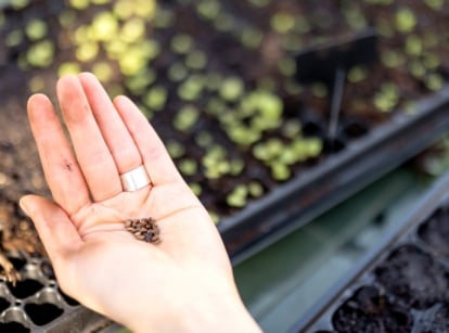 Seed starting methods. Close-up of a woman's hand with seeds above the starting trays in a sunny garden. The seeds are tiny, dark brown in color, and round in shape. The starting trays are large, plastic, black, with recessed cells filled with soil.