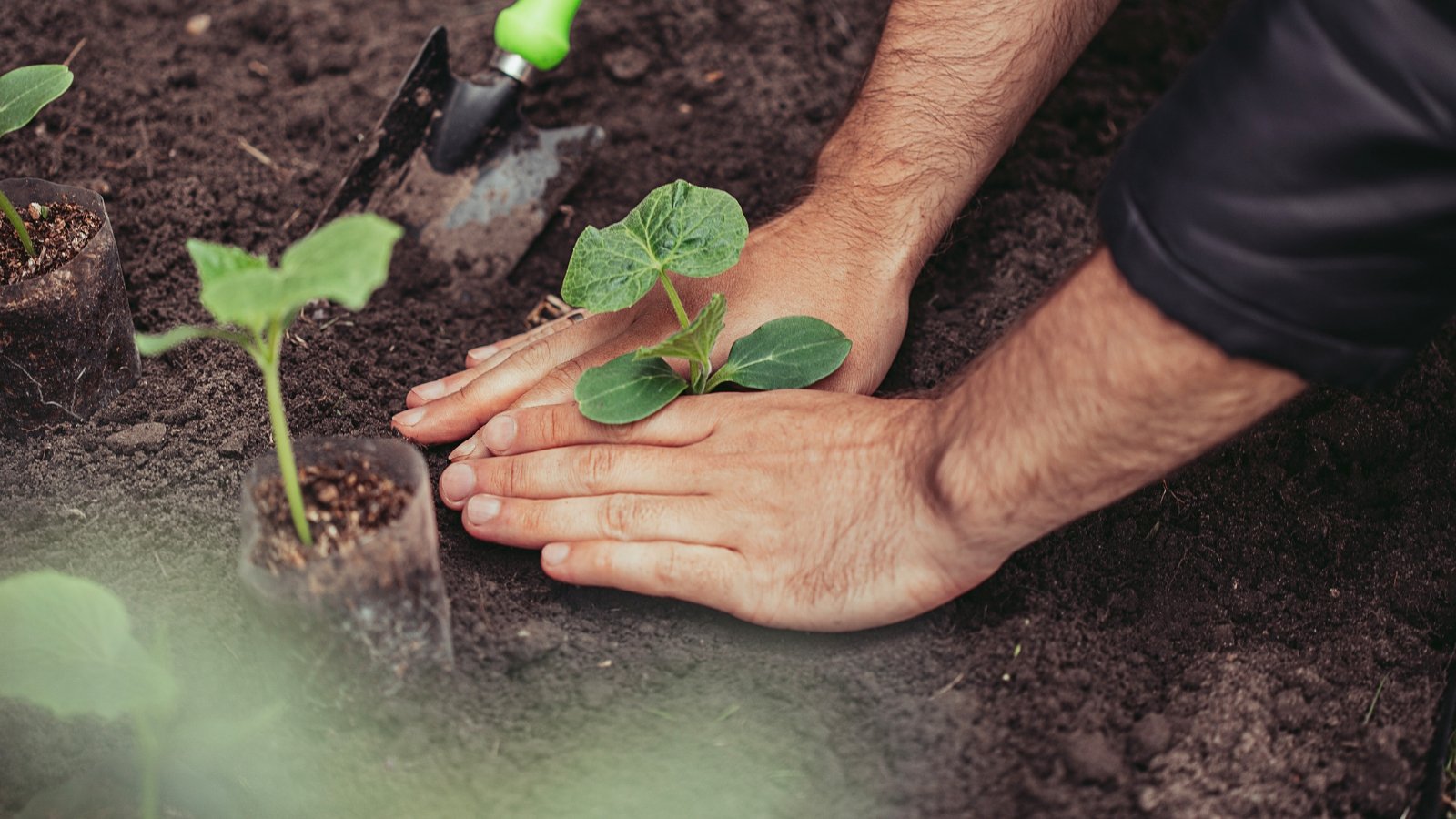 Close-up of a man's hands transplanting cucumber seedlings into the soil in the garden. Cucumber seedlings have vertical stems topped with pairs of oval cotyledons and dark green true leaves. These leaves are heart-shaped with fine jagged edges. There is a garden trowel with a green handle on the soil nearby.