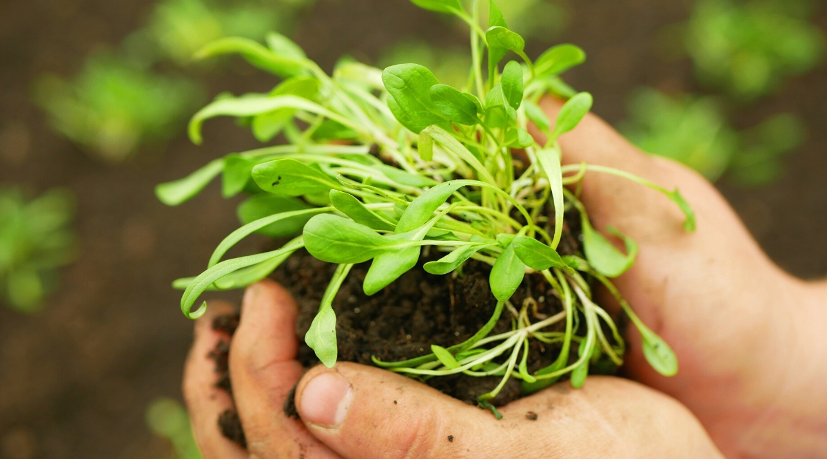 Close-up of a woman's hands holding young spinach seedlings against a blurred soil background in a garden. The seedlings have short pale green stems with small oval leaves. Leaves are smooth and bright green.