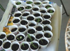 Seeds not germinating