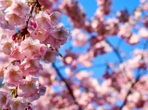 Sunlit pink cherry blossoms, a sight of ethereal beauty. Their delicate petals catch the sunlight, casting a soft pink hue. In the backdrop, a blurred canvas of more flowers against the serene expanse of a clear, blue sky.