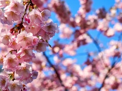 Sunlit pink cherry blossoms, a sight of ethereal beauty. Their delicate petals catch the sunlight, casting a soft pink hue. In the backdrop, a blurred canvas of more flowers against the serene expanse of a clear, blue sky.