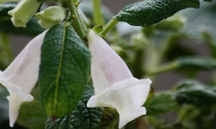 Sesame blossoms