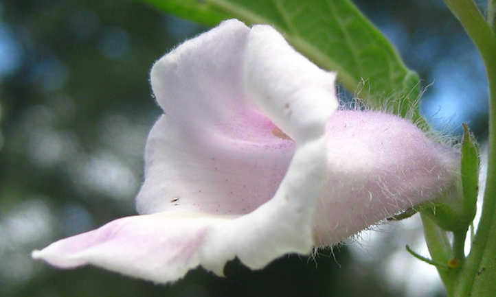 Sesame flower