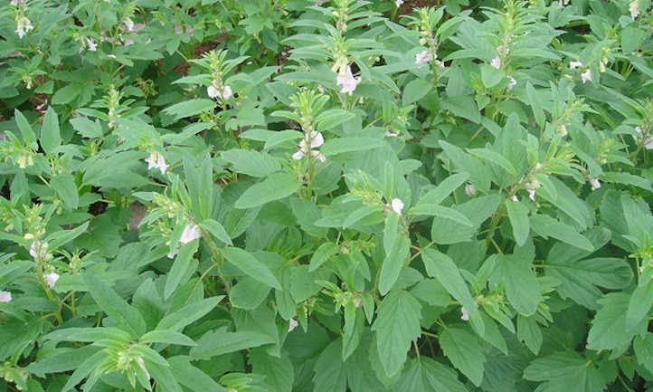 Sesame plant