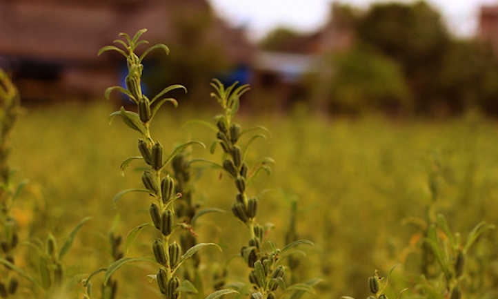 Sesame pods